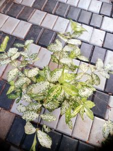 10 Live Root Plants