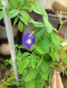 Aprajita 3 Plants Combo