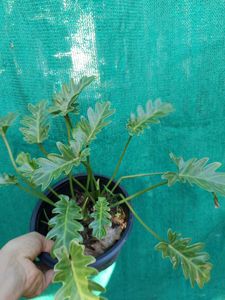 Philodendron Xanadu