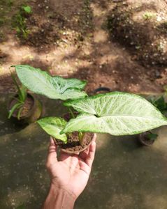 Arrowhead plant
