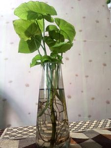 Arrow Head Plant