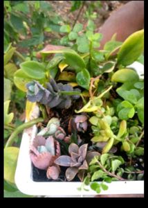 Summer Succulent Plants