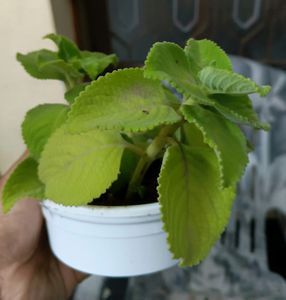 Vamu Plant,in Good Condition