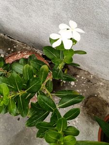 White Flower Sadabahar Plant
