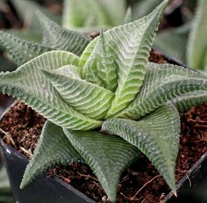 Haworthia Plant (Zebra Aloe)