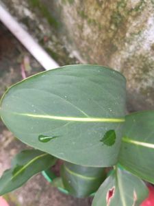 combo of 4+ freebies as Moss Rosa cutting flower