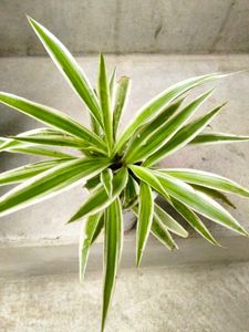 Houseplants collection combo