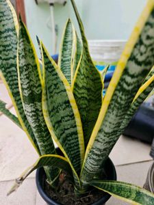 Combo Of 3 Types Snake Plant