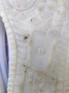 Unused Running Shoes For 4-5 Year Old