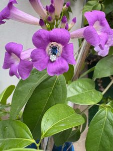 TITANIC BLUE AD STONE STUD