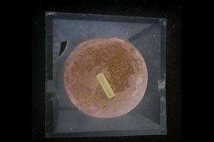 Fairy Figurine in Display Case