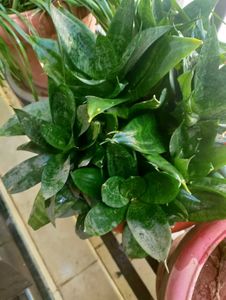 Money Plant, Snake Plant and Aloe Vera