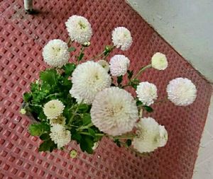 Set 2 Beautiful Sewanti  &amp; Gulab Plants