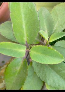 Kalanchoe Bryophyllum Pattharchatta