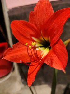 Amaryllis Lilly Bulbs - Set Of 3