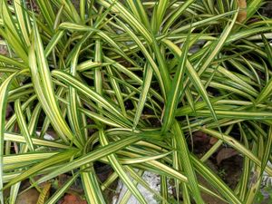 Veitchii Plant