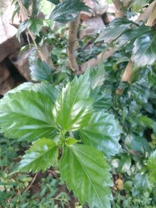 Red Hibiscus Plant