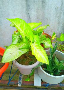 Combo Of Fresh New Plants