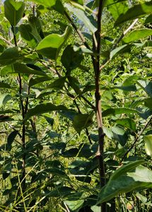 Hot Climate Apple Plants  Annna, Hermann99