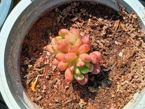 Succulent Plants