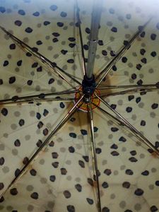 Beautiful Umbrella
