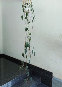 Philodendron Micans