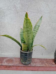 Snake Plant