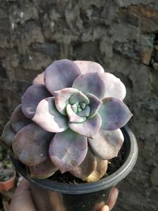Graptoveria Purple Delight