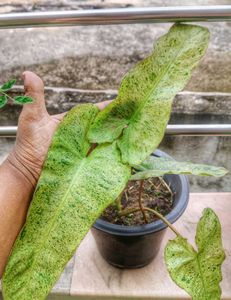 ParaisoVerde Philodendron