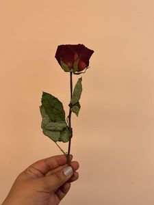 Real Dried Rose