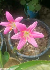 Multi Color Rain Lilly Bulb Pack Of 6 Pc.