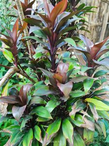 Cordyline fruticosa Indoor Plant