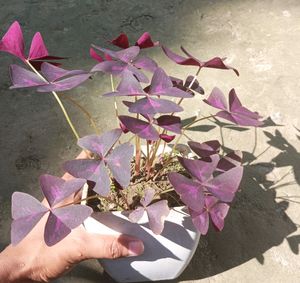 Purple Oxalis Triangularis