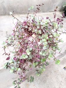 Hanging Plants Combo (4 Varities)
