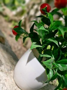 Pack Of 2 Artificial Cherry Plant