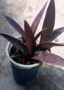 Purple Heart Plant