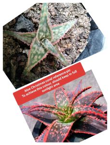 Assorted Combo Secculents N Cactus Offer