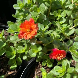 Purslane 7 Stems