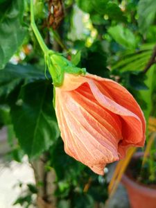 Red And Orange Hibiscus Cutting Saplings