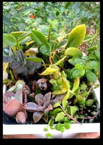 Combo Of Succulent Plant