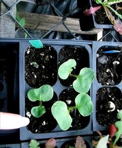 Unique 5o&#39;clock 🕔Yellow 💛 Colour Flower Seeds.