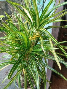 Croton Plant - Vibrant Indoor Foliage