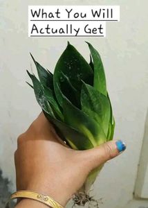 Dwarf Snake Plant - Sansevieria ‘Black Dragon&#34;