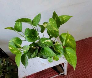 Evergreen Money &amp;.Dieffenbachia Seguine Plant &amp;Pot