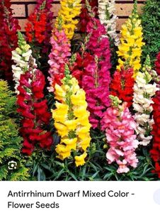 Antirrhinum Mixed Seeds