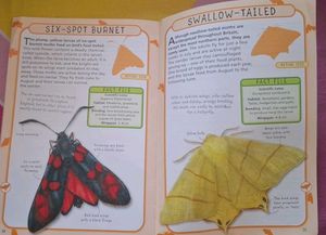Spot 50 Butterflies &amp; Moths Book