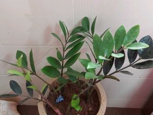 Air Purifying ZZ Plant
