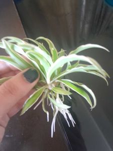 Real Spider Plant, Healthy Roots In Tiny Clay Pot