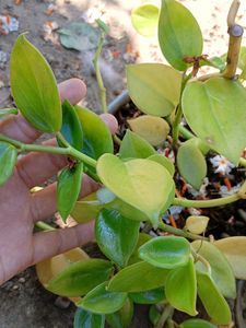 mixed hanging plants