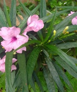 Petunia